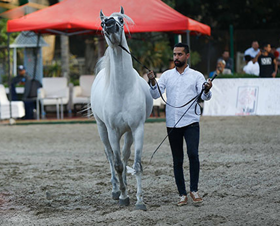 فيديو وصور: مسابقة ملكة جمال الخيول العربية في مصر و(عيّاد) هو الفائز صورة رقم 3