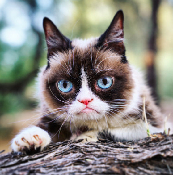 فيديو وصور:نفوق القطة الأسطورة ((غرامبي كات)) التي حازت شهرة عالمية صورة رقم 6