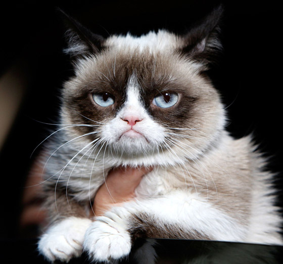 فيديو وصور:نفوق القطة الأسطورة ((غرامبي كات)) التي حازت شهرة عالمية صورة رقم 8