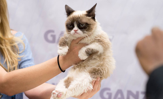 فيديو وصور:نفوق القطة الأسطورة ((غرامبي كات)) التي حازت شهرة عالمية صورة رقم 11