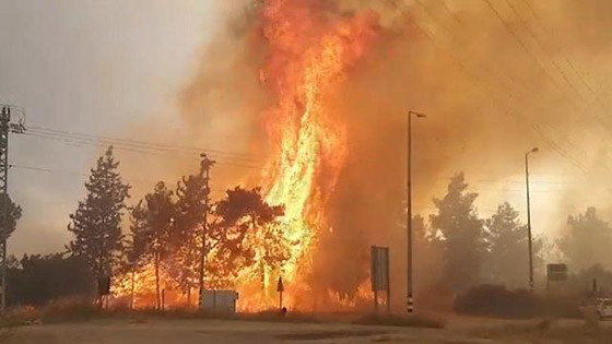 إسرائيل تستنجد بالدول لمساعدتها في إخماد الحرائق الضخمة! فيديو وصور صورة رقم 19