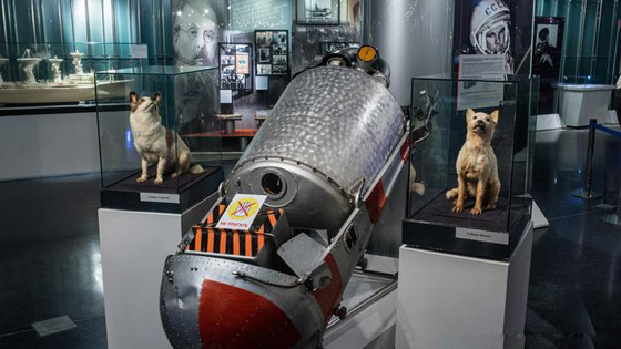 أبرز محطات سفر الحيوانات إلى الفضاء بالذكرى الـ60 لوصول أول قرد صورة رقم 6