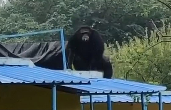 بالفيديو: شمبانزي يهرب من قفصه في حديقة حيوان صينية صورة رقم 3