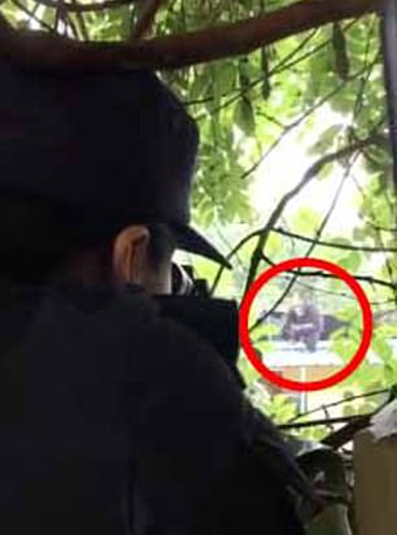 بالفيديو: شمبانزي يهرب من قفصه في حديقة حيوان صينية صورة رقم 4