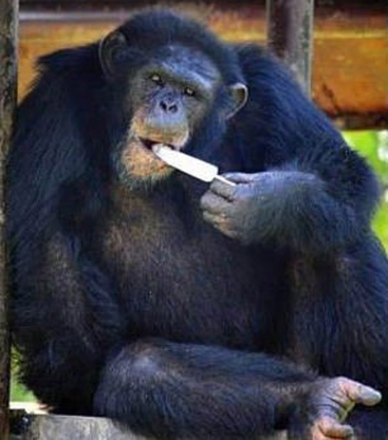 بالفيديو: شمبانزي يهرب من قفصه في حديقة حيوان صينية صورة رقم 5