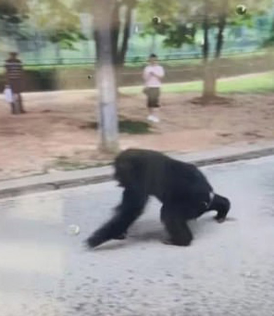 بالفيديو: شمبانزي يهرب من قفصه في حديقة حيوان صينية صورة رقم 6