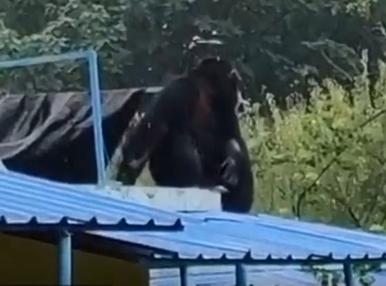 بالفيديو: شمبانزي يهرب من قفصه في حديقة حيوان صينية صورة رقم 8