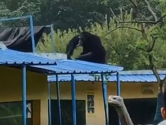 بالفيديو: شمبانزي يهرب من قفصه في حديقة حيوان صينية صورة رقم 9
