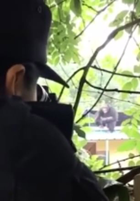 بالفيديو: شمبانزي يهرب من قفصه في حديقة حيوان صينية صورة رقم 10