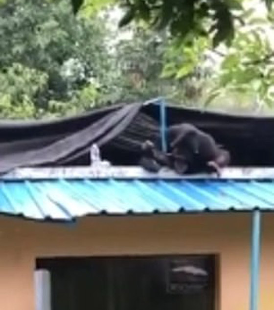 بالفيديو: شمبانزي يهرب من قفصه في حديقة حيوان صينية صورة رقم 11