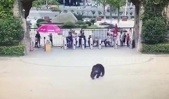 بالفيديو: شمبانزي يهرب من قفصه في حديقة حيوان صينية صورة رقم 1