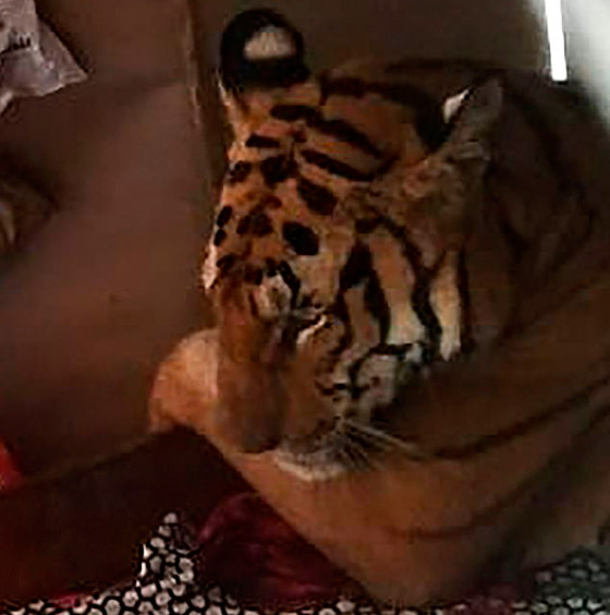 عائلة تعثر على نمر نائم بسريرهم.. فيديو وصور صورة رقم 1