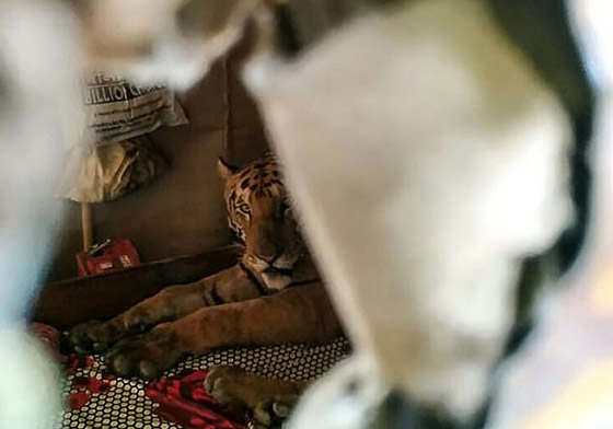 عائلة تعثر على نمر نائم بسريرهم.. فيديو وصور صورة رقم 2