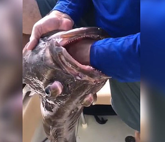 صيادون يتفاجئون بشيء غريب داخل فم سمكة (فيديو) صورة رقم 1