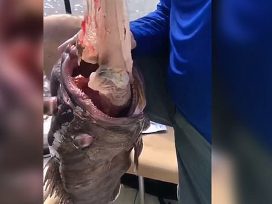 صيادون يتفاجئون بشيء غريب داخل فم سمكة (فيديو) صورة رقم 2