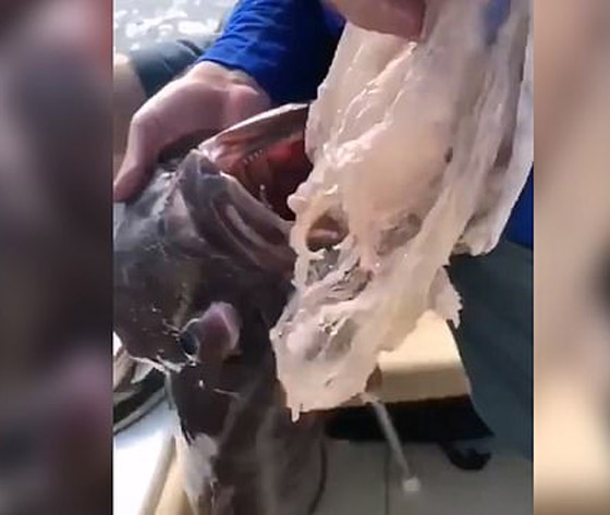 صيادون يتفاجئون بشيء غريب داخل فم سمكة (فيديو) صورة رقم 3
