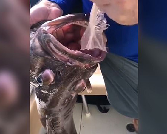 صيادون يتفاجئون بشيء غريب داخل فم سمكة (فيديو) صورة رقم 4