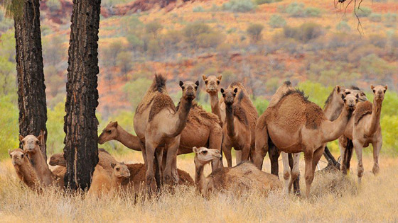 بالفيديو: عملية قتل الجمال في استراليا بإستخدام طائرات الهليكوبتر صورة رقم 3