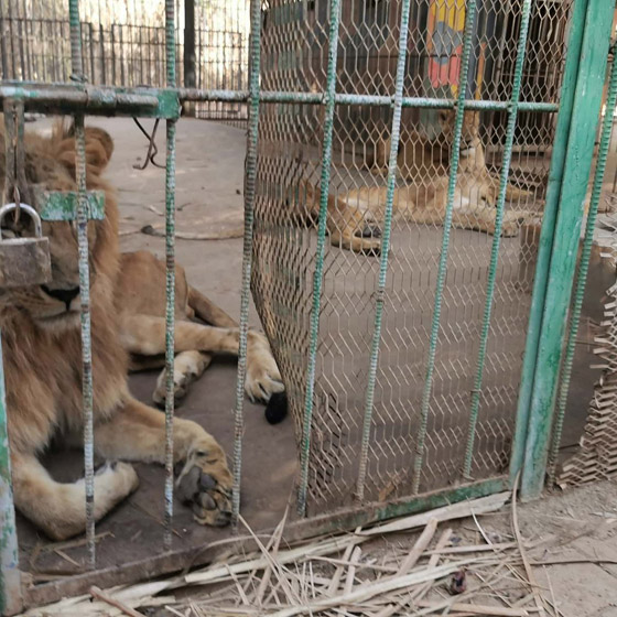 فيديو وصور: أسود هزيلة تتضور جوعا في حديقة حيوانات تصدم السودان! صورة رقم 6