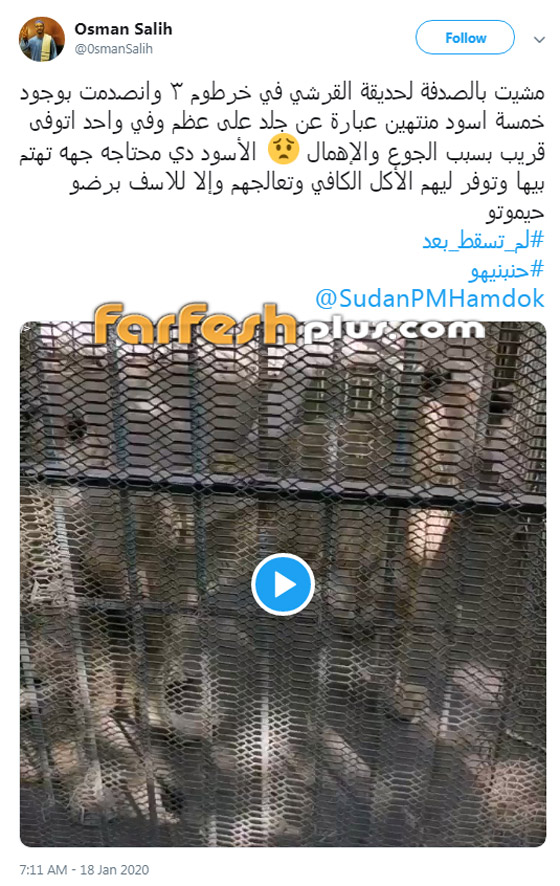 فيديو وصور: أسود هزيلة تتضور جوعا في حديقة حيوانات تصدم السودان! صورة رقم 2