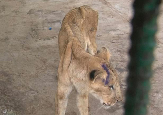 أسود السودان بخطر.. حالة سيئة ومحاولة لإنقاذها والتحذير من نقلها! صورة رقم 14