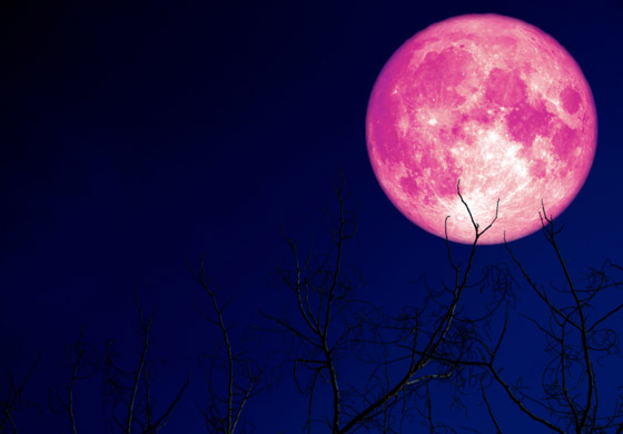 ظهور القمر الوردي بأبهى حلله.. أول بدر وظاهرة فلكية خلال الربيع! صور صورة رقم 17
