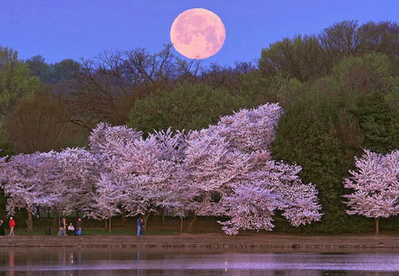 ظهور القمر الوردي بأبهى حلله.. أول بدر وظاهرة فلكية خلال الربيع! صور صورة رقم 20