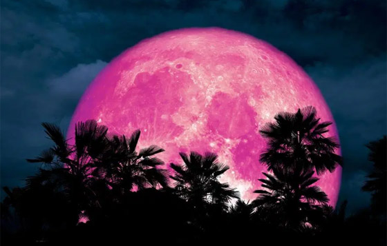 ظهور القمر الوردي بأبهى حلله.. أول بدر وظاهرة فلكية خلال الربيع! صور صورة رقم 19