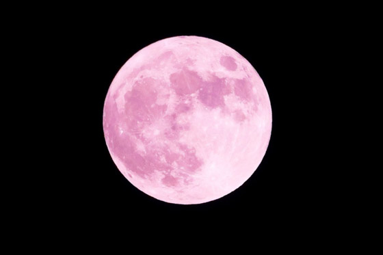 ظهور القمر الوردي بأبهى حلله.. أول بدر وظاهرة فلكية خلال الربيع! صور صورة رقم 2