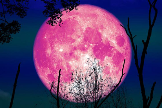 ظهور القمر الوردي بأبهى حلله.. أول بدر وظاهرة فلكية خلال الربيع! صور صورة رقم 16