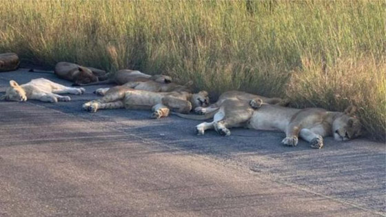 فيروس كورونا: أسود تأخذ قيلولة في حديقة في جنوب إفريقيا صورة رقم 3