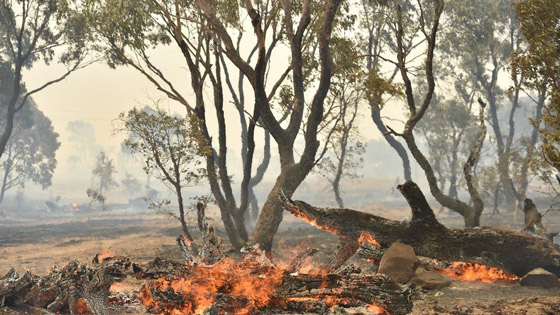 دخان حرائق أستراليا قتل 445 شخصاً وتسبب بمشاكل صحية لـ4600 صورة رقم 2