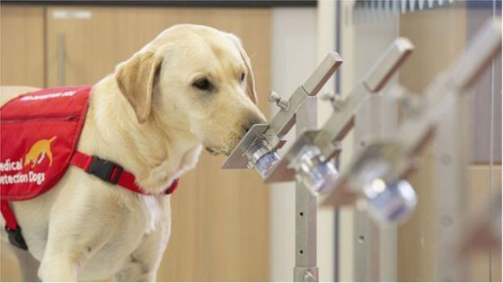 فيروس كورونا: تدريب كلاب لاكتشاف المصابين بالوباء صورة رقم 3