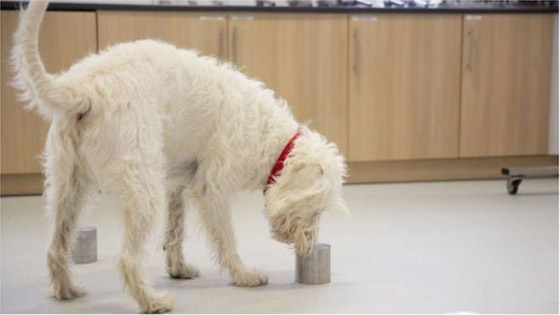 فيروس كورونا: تدريب كلاب لاكتشاف المصابين بالوباء صورة رقم 4
