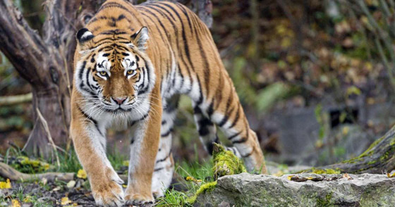 أنثى نمر تقتل حارستها أمام الزوار بحديقة حيوانات في سويسرا صورة رقم 6