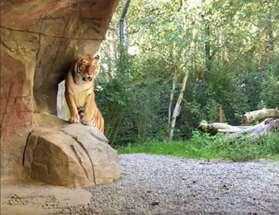 أنثى نمر تقتل حارستها أمام الزوار بحديقة حيوانات في سويسرا صورة رقم 12