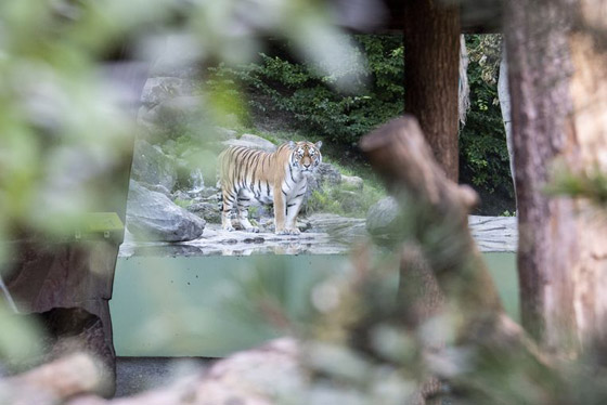 أنثى نمر تقتل حارستها أمام الزوار بحديقة حيوانات في سويسرا صورة رقم 15