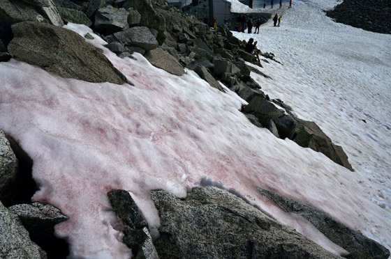ظاهرة غامضة.. ظهور جليد زهري في جبال الألب صورة رقم 2
