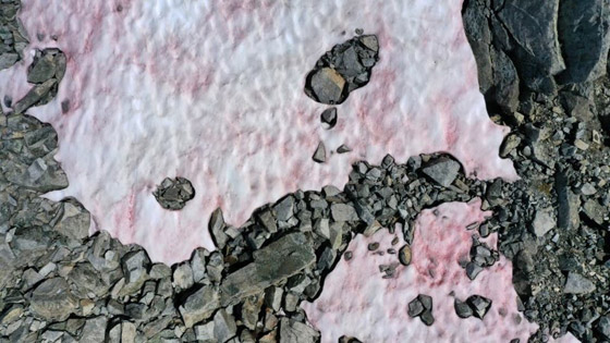 ظاهرة غامضة.. ظهور جليد زهري في جبال الألب صورة رقم 1