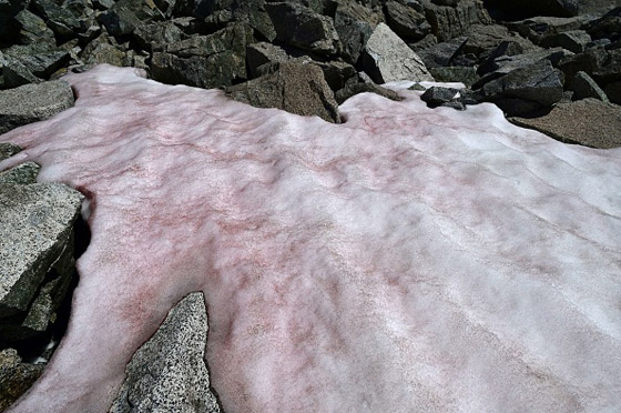 ظاهرة غامضة.. ظهور جليد زهري في جبال الألب صورة رقم 6