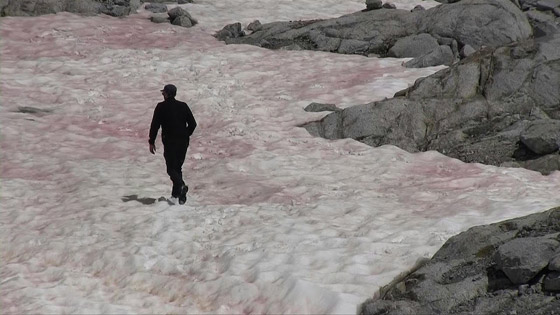 ظاهرة غامضة.. ظهور جليد زهري في جبال الألب صورة رقم 7