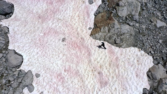 ظاهرة غامضة.. ظهور جليد زهري في جبال الألب صورة رقم 3