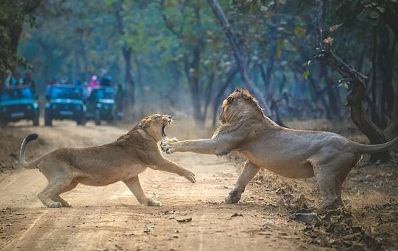 لبؤة تصفع أسدا.. فيديو مثير ينتشر على مواقع التواصل ويثير السخرية! صورة رقم 2