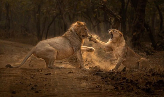 لبؤة تصفع أسدا.. فيديو مثير ينتشر على مواقع التواصل ويثير السخرية! صورة رقم 1