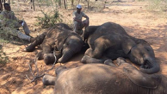 صور لمجزرة فيلة في زيمبابوي.. والسلطات تحقق صورة رقم 2