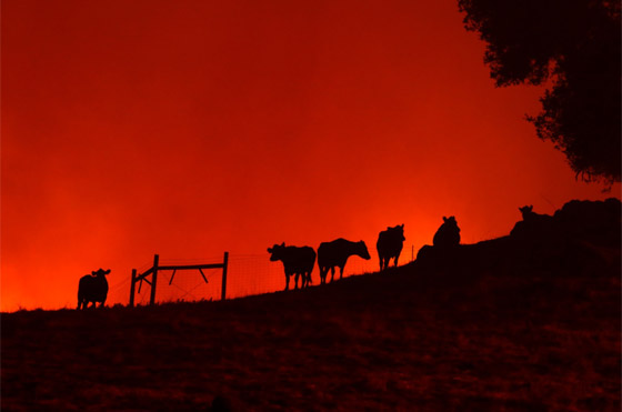 كاليفورنيا جحيما برتقاليا: النيران تلتهم مساحات قياسية ولا تزال مشتعلة صورة رقم 12