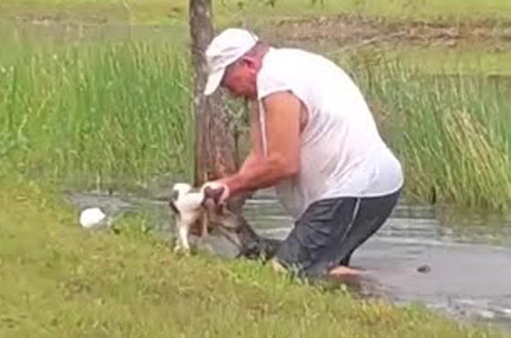 رجل أمريكي يصارع تمساحا ويجبره على فتح فكيه لإنقاذ كلبه! فيديو صورة رقم 6