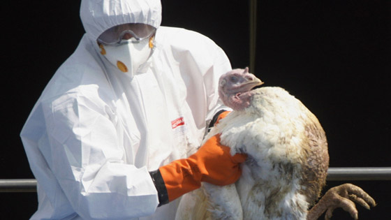 بريطانيا تعدم آلاف الديكة الرومية بسبب إنفلونزا الطيور صورة رقم 2