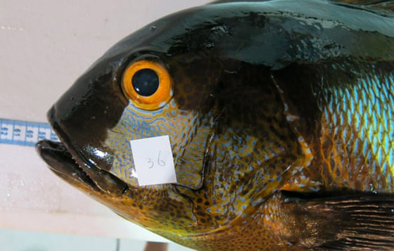 اصطياد أكبر سمكة استوائية في العالم عمرها 81 عاما! صور صورة رقم 2