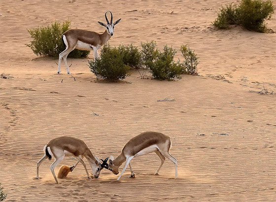 إليكم نبذة مصورة لأهم وأبرز أحداث الأسبوع من مختلف زوايا العالم صورة رقم 19